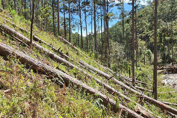 Hơn 200ha rừng bị tàn phá, Lâm Đồng thu hồi hàng trăm dự án