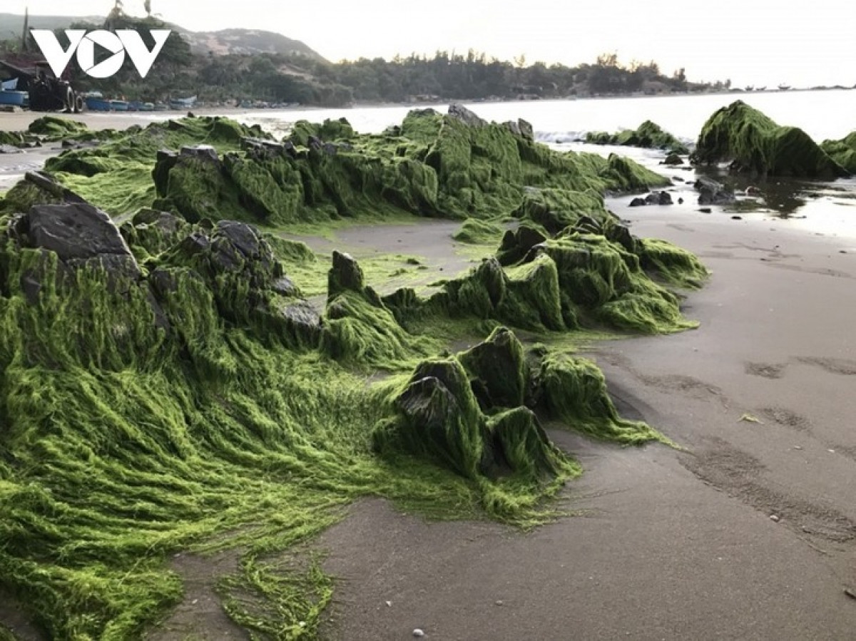 The moss beach near Hong Chinh village is surrounded by small stones of various colors and shapes. (Photo: Doan Sy)