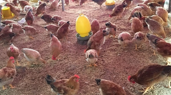 Huyện Kiến Xương đạt gần 100% tiến độ tiêm phòng cho gia cầm dịp cuối năm