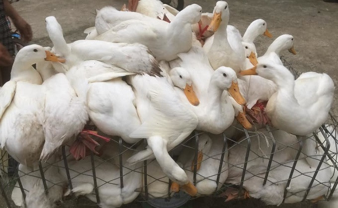 Huyện Kiến Xương tăng cường các biện pháp phòng dịch, bảo vệ đàn gia cầm