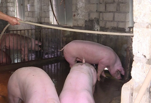 Huyện Thái Thụy: Quyết liệt ngăn chặn dịch gia súc xâm nhiễm