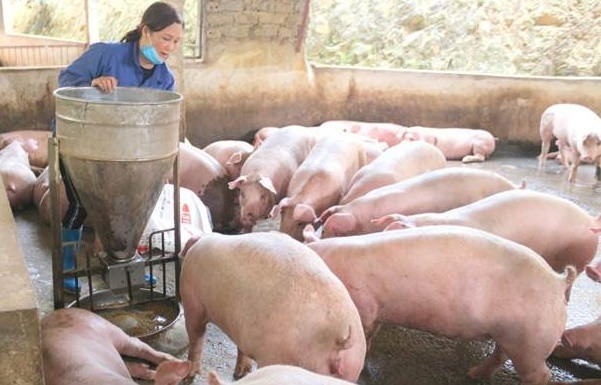 Huyện Tiền Hải dốc toàn lực bảo vệ vật nuôi trước dịch bệnh