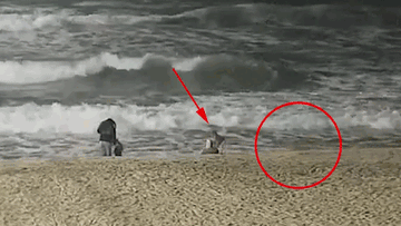 Khoảnh khắc bé gái bị sói hoang tấn công trên bãi biển