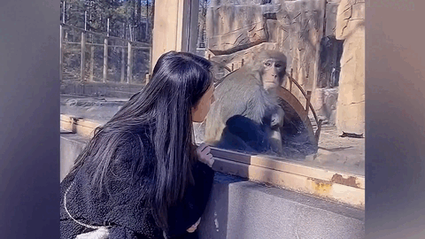 Khoảnh khắc chú khỉ giật mình sợ hãi khi nhìn thấy cô gái gây sốt