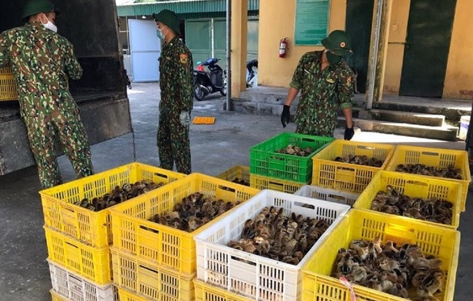 Kiểm soát chặt khu vực biên giới, ngăn chặn cúm gia cầm xâm nhập