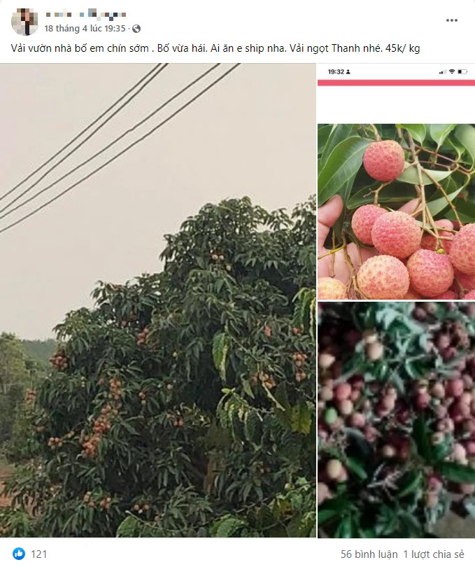 Kỳ lạ loại vải chín sớm ngọt ít chua nhiều, giá gây sốc vẫn tới tấp khách đặt mua - Ảnh 2.