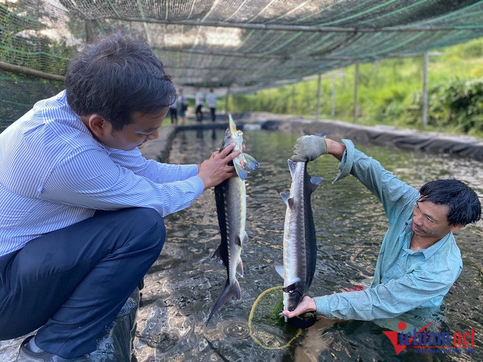 Là người tiên phong đưa mô hình nuôi cá tầm về nuôi ở huyện miền núi A Lưới, mỗi tháng gia đình anh Phương thu nhập hơn 30 triệu đồng