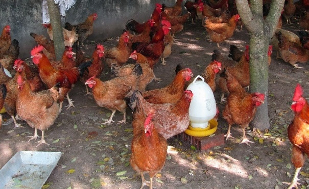 Lai Châu chủ động giám sát dịch bệnh gia cầm vụ đông xuân