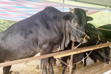 Lai Châu: Huyện Sìn Hồ triển khai nhiều giải pháp bảo vệ đàn gia súc