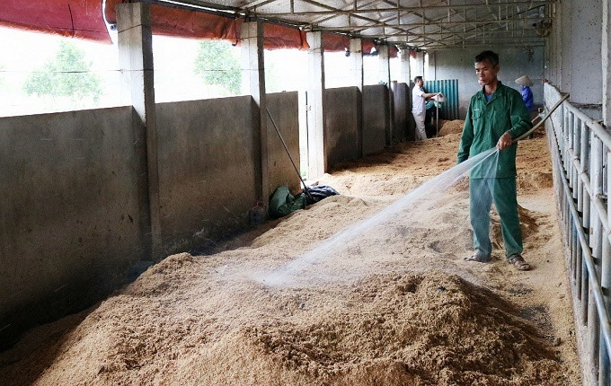 Lai Châu: Sử dụng đệm lót sinh học trong chăn nuôi giúp diệt mầm bệnh gia súc nguy hiểm