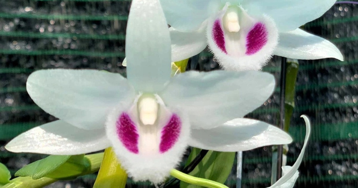 Lan đột biến hết thời 