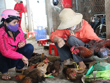 Lạng Sơn: Tăng cường kiểm dịch thú y tại các chợ, ngăn chặn dịch bệnh gia cầm