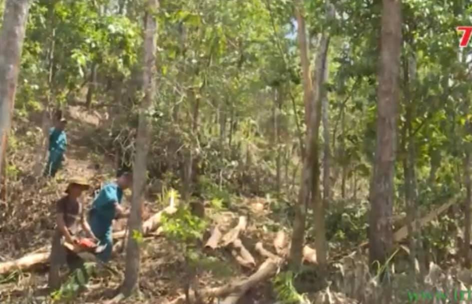 Lệ Thủy: Trồng rừng gỗ lớn dài ngày để phát triển rừng bền vững