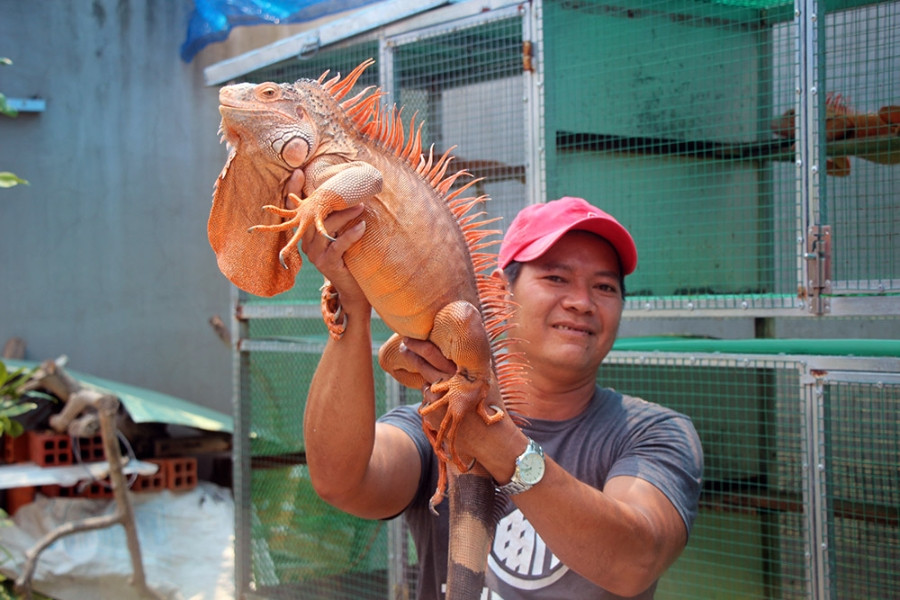 Loài rồng Nam Mỹ rực lửa: Người thường nhìn đáng sợ, dân chơi mê mẩn săn lùng