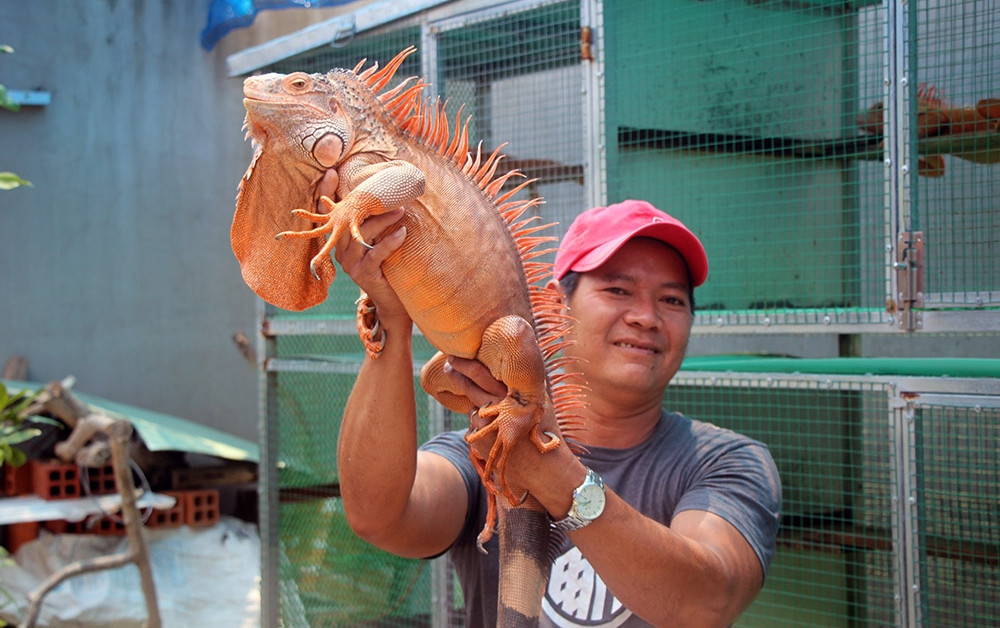 Rồng Nam Mỹ ăn chay: Bạn đã bao giờ tưởng tượng đến việc nuôi rồng không ăn thịt chưa? Hãy xem ngay hình ảnh các chú rồng Nam Mỹ ăn chay để khám phá sự đa dạng của các loài vật nuôi này.