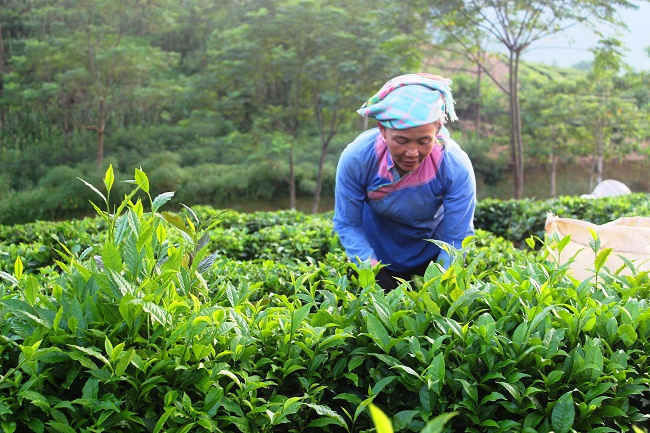 Năm 2021, Lai Châu có 75 sản vật góp mặt vào Chương trình Mỗi xã một sản phẩm