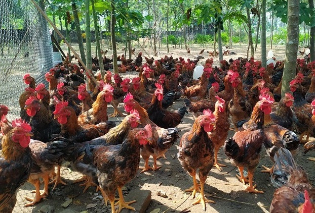 Nam Định chủ động tiêm vắc xin vụ thu cho gia cầm