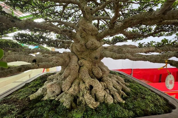 Ngắm những cây ‘báu vật’ tiền tỷ độc nhất hội ngộ ở miền Tây