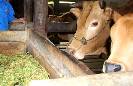 Nghệ An: Tăng cường kiểm tra hoạt động phòng chống dịch bệnh động vật