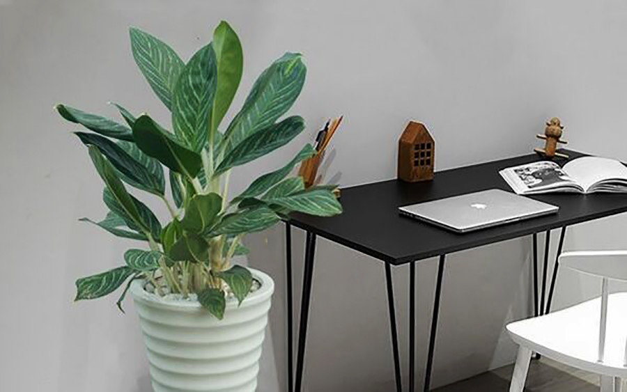 cay-bach-hoang-tu-giup-thanh-loc-khong-khi