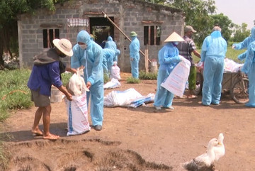 Người chăn nuôi Hà Tĩnh yên tâm tái đàn sau khi khống chế được ổ dịch cúm A/H5N8