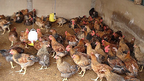 Người chăn nuôi Thái Bình nỗ lực tái đàn gia cầm trong tâm thế phòng dịch