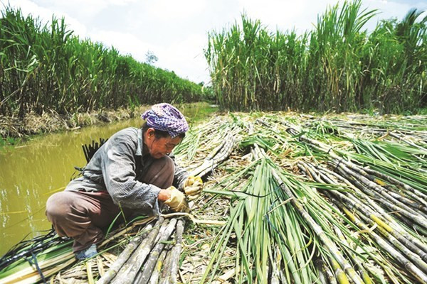 Nguồn năng lượng sinh khối góp phần thúc đẩy các mục tiêu phát triển bền vững