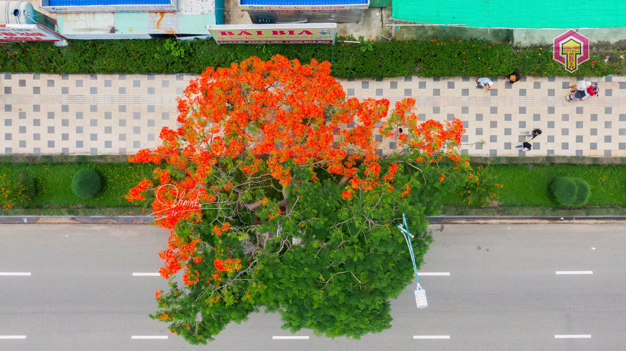 Sau vụ cây đổ đè học sinh bức ảnh phong tỏa cây phượng thu hút 92 nghìn  lượt thích