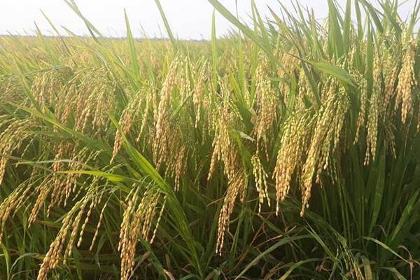 Những bài học từ thành quả của Đổi mới trong nông nghiệp