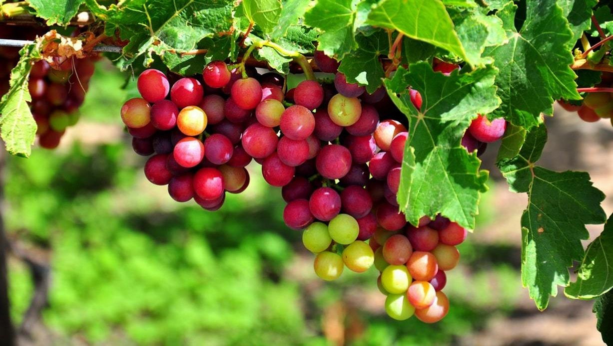 Ninh Thuận đẩy mạnh quảng bá, giới thiệu hàng Việt