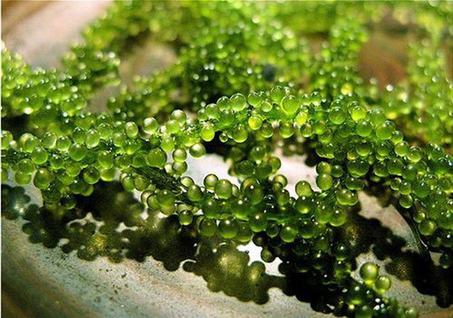 Ninh Thuận ưu tiên sử dụng hàng Việt, tiếp sức doanh nghiệp tìm được chỗ đứng