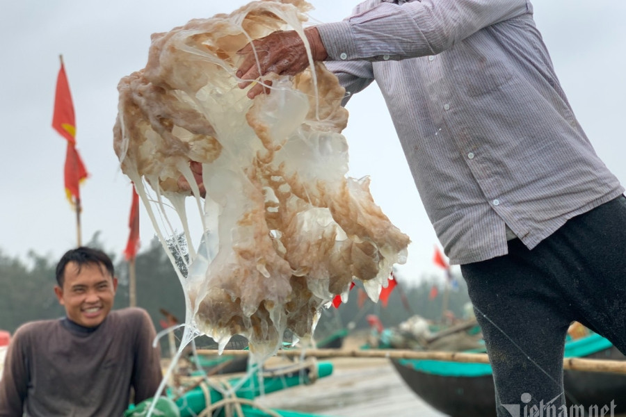 Nửa đêm ra biển 'hái lộc': Bắt loài trong veo, mềm nhũn... thu tiền triệu