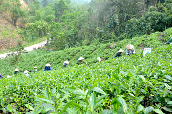 Quê nghèo “thay da đổi thịt” nhờ mô hình hợp tác xã