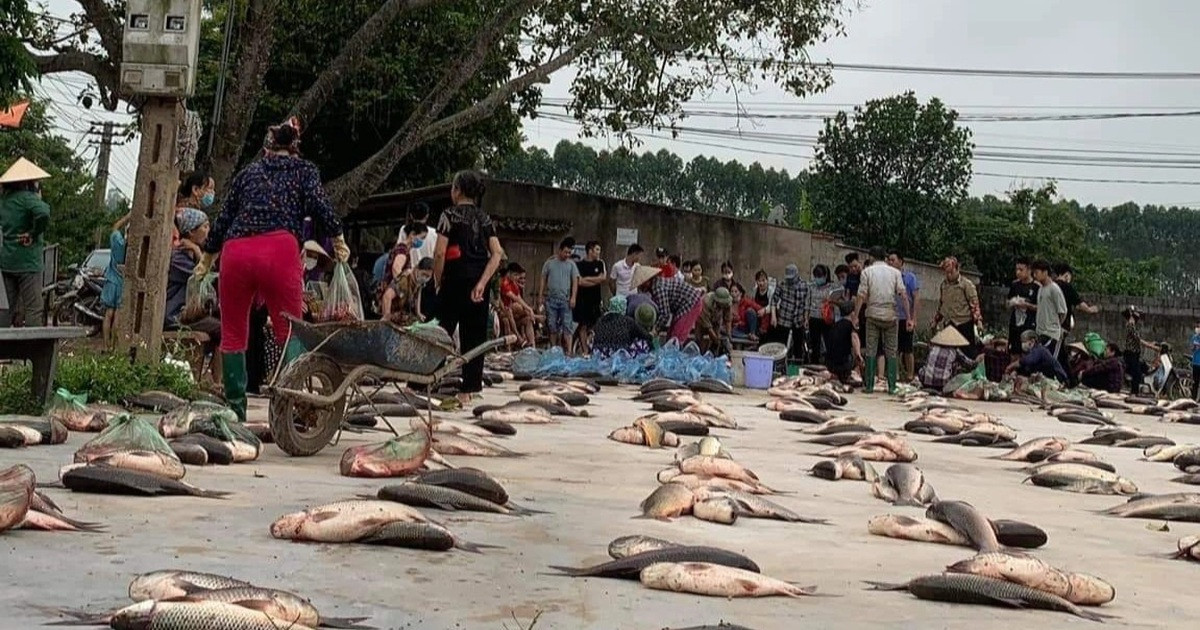 Phiên chợ lạ toàn cá, dân xếp hàng chia phần chẳng cần cân ở Bắc Giang