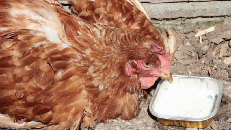 Phú Thọ ra công lệnh tổng lực ngăn chặn, kiểm soát dịch cúm gia cầm A/H5N8