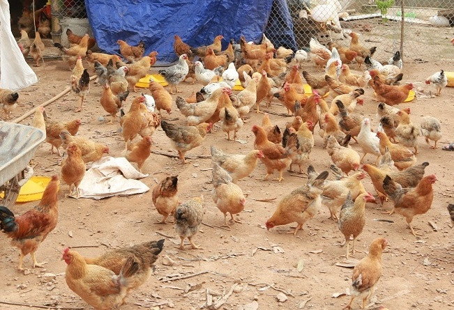 Quảng Nam phát triển chăn nuôi theo mô hình VietGAHP, phòng ngừa dịch bệnh gia cầm