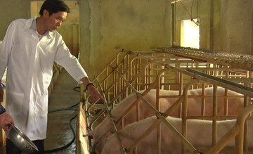 Quảng Trị nhân rộng mô hình chăn nuôi lợn thịt an toàn sinh học hướng hữu cơ