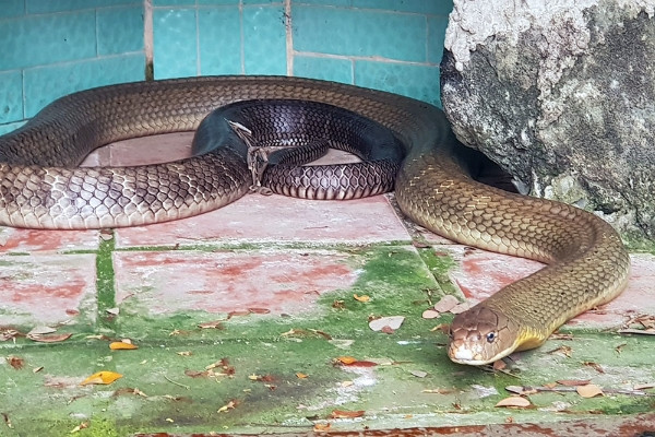 Snake farm in Mekong Delta sells venom to make serum