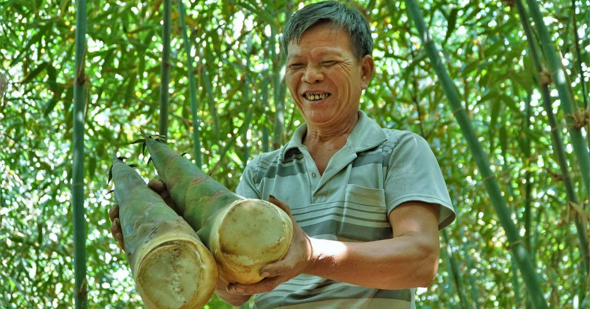 Sở hữu giống tre lạ cho măng bốn mùa, lão nông kiếm tiền triệu mỗi ngày