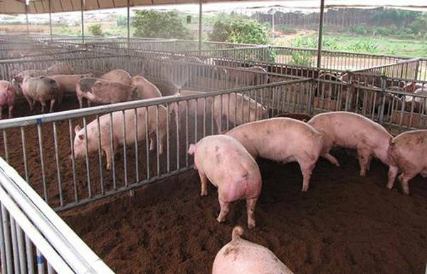 Sóc Trăng tập trung kiểm soát dịch bệnh gia súc dịp cuối năm