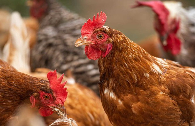 Tăng cường kiểm soát, không để dịch bệnh gia cầm xảy ra trên diện rộng