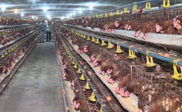 Thái Bình: Công bố dịch cúm gia cầm A/H5N8 tại thị trấn Kiến Xương