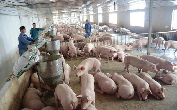 Thái Bình: Huyện Kiến Xương tiêm phòng gia súc đạt trên 90%