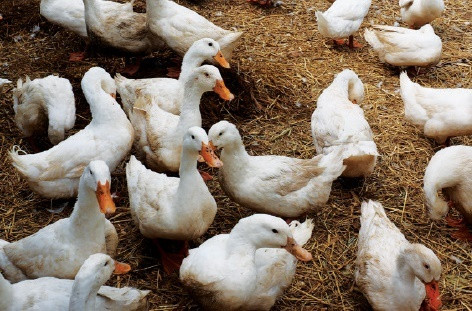 Thái Bình nhân rộng mô hình nuôi vịt cao sản theo hướng an toàn sinh học