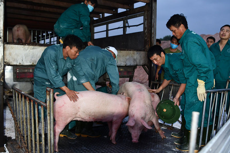 Thái Bình tăng cường kiểm dịch động vật, ngăn chặn mầm bệnh gia súc xâm nhiễm
