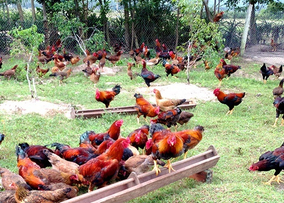 Thái Bình: Tập huấn kỹ thuật chăn nuôi gia cầm an toàn sinh học, giảm thiểu nguy cơ dịch bệnh