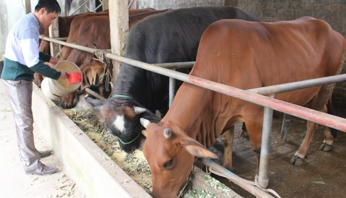 Thái Bình: Tập huấn kỹ thuật chăn nuôi gia súc an toàn sinh học