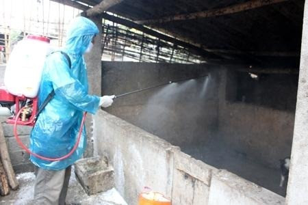 Thái Bình triển khai Tháng vệ sinh tiêu độc, khử trùng phòng, chống bệnh dịch bệnh động vật