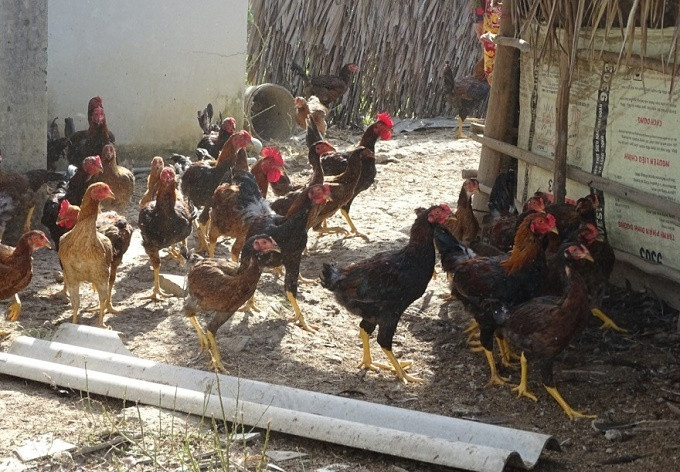 Thái Bình vệ sinh tiêu độc, khử trùng phòng, chống dịch bệnh dịp cuối năm