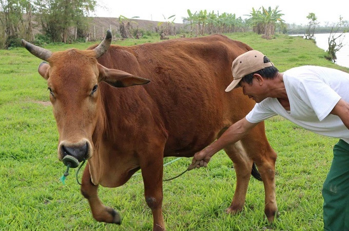 Thái Bình: Xã Việt Hùng về đích tiêm vắc xin vụ thu đông cho gia súc